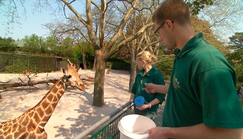 ARD/​NDR LEOPARD, SEEBÄR UND CO., Folge 100, „Kätzenwasche bei den Löwenbabys“, am Freitag um 16:10 Uhr im ERSTEN. Tobias Taraba und Jil Jensen wollen die Giraffen messen. – Bild: NDR