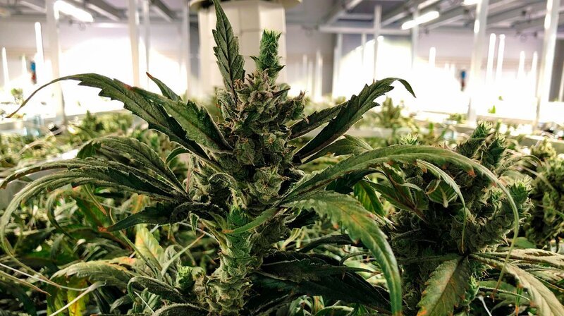 Eine Tonne medizisches Cannabis wird pro Jahr produziert. – Bild: NDR/Kabuja & Kollegen GmbH Eine Tonne medizisches Cannabis wird pro Jahr produziert. – Bild: NDR/Kabuja & Kollegen GmbH