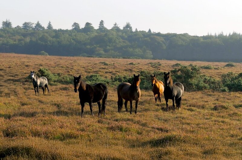 Die überall frei herumlaufenden Ponys prägen das Bild des New-Forest-Nationalparks und haben Vorfahren in der Bronzezeit. – Bild: Martin Koddenberg