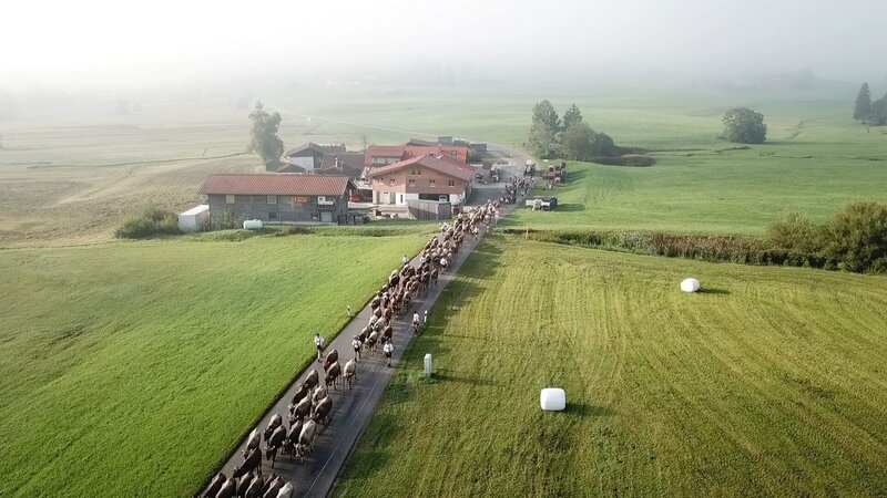 Der längste Almabtrieb Deutschlands in Maierhöfen. – Bild: BR/​south & browse GmbH