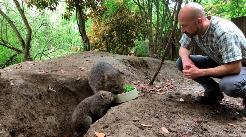 Mini-Wombat Cooper ist ein neuer Publikumsliebling im Erlebnis-Zoo Hannover. Vor ein paar Wochen hat das Jungtier den Beutel seiner Mutter endgültig verlassen, jetzt erkundet Cooper immer neugieriger sein Revier. Tierpfleger Carsten Heinß freut sich über den gesunden Appetit der australischen Beuteltiere. – Bild: NDR/​Doclights