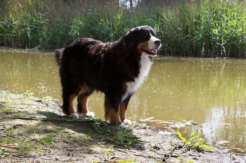 Keks erfährt von Basti Biber, wie praktisch eine Wasserburg ist. – Bild: ZDF/​Zia Ziarno