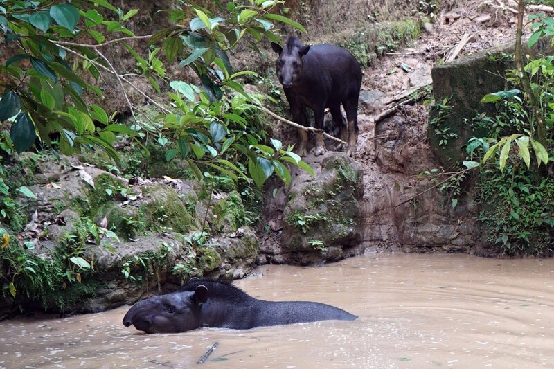 Die Tapire Navi und Carneval baden für ihr Leben gern. – Bild: BR/​Text+Bild Medienproduktion GmbH & Co. KG