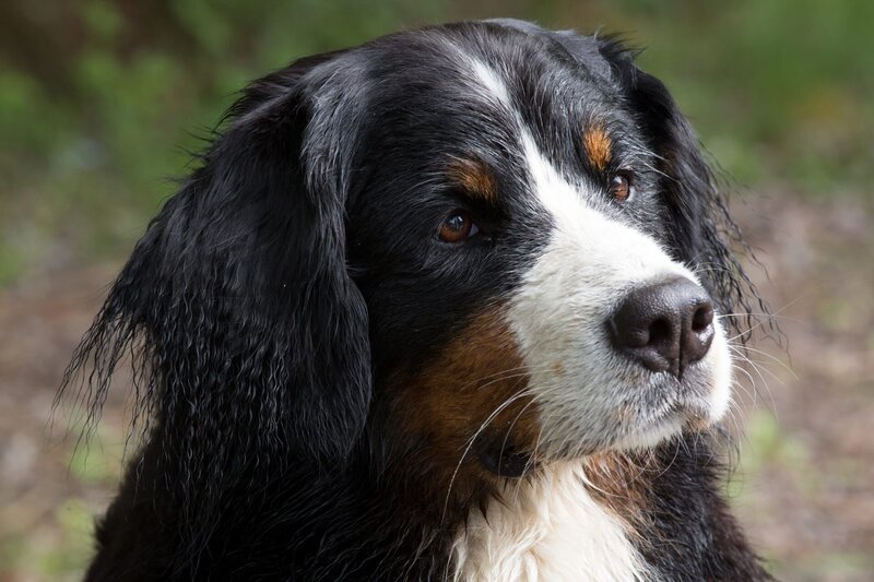 Keks hört am Bärstädter See einen Streit. Familie Blässhuhn soll umziehen. Eine Biberratte findet den Nistplatz nämlich genau so schön wie die Blässhühner. – Bild: ZDF/​Zia Ziarno