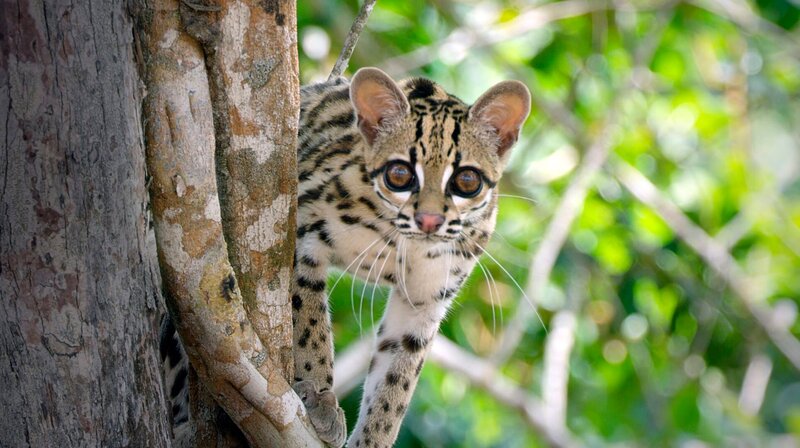 Margays sind ausgezeichnete Kletterer, sie verbringen einen großen Teil ihres Lebens in den Bäumen. Weiteres Bildmaterial finden Sie unter www.br-foto.de. – Bild: BR/​Marion Pöllmann