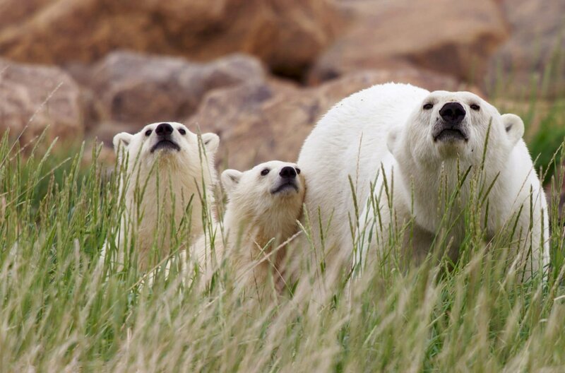 Eisbärmutter mit zwei Jungtieren: Die steigenden Temperaturen durch den Klimawandel erschweren den Eisbären die Nahrungssuche, denn sie benötigen die Eisdecke, um Robben zu jagen. – Bild: Phoenix/​Terra Mater Studios GmbH/​River Road Films