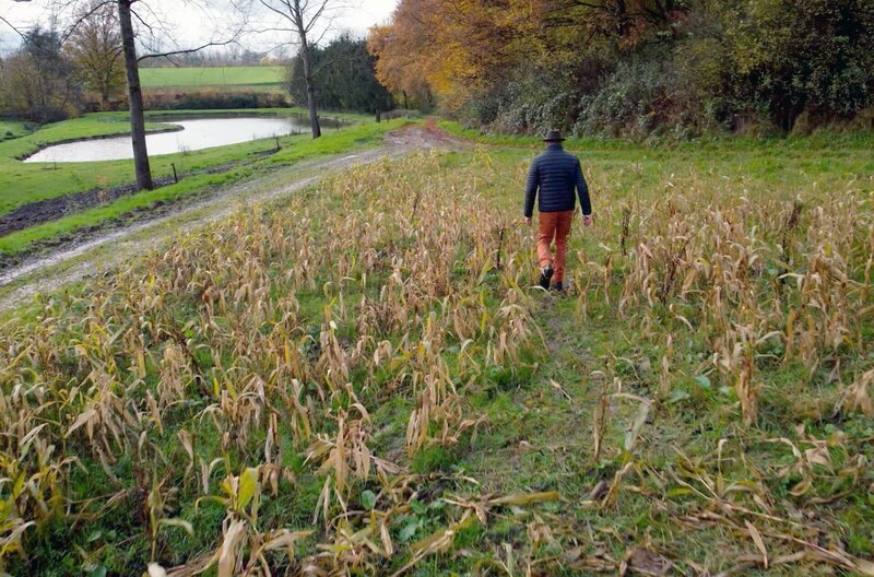 Das rasante Wachstum der Wildschweinpopulation führt dazu, dass die Tiere auf Nahrungssuche immer dreister werden und Schäden auf Feldern anrichten. – Bild: Okiswitch