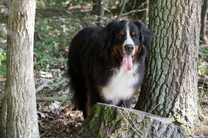Keks staunt nicht schlecht, als er die größten Riesen des Waldes entdeckt. Winnie Wisent erklärt ihm, dass sie die größten Landsäugetiere in Europa sind. – Bild: ZDF/​Zia Ziarno