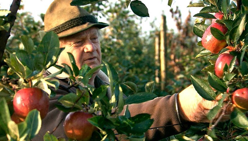 NDR Fernsehen DIE NORDREPORTAGE: KILO EIN EURO, "Erntezeit auf dem Obstgut Lüssow", am Montag (05.11.12) um 18:15 Uhr. Johannes Eggert probiert immer wieder neue Sorten aus - Zum Beispiel Braeburn, den wir eigentlich eher aus Neuseeland kennen. – Bild: NDR NDR Fernsehen DIE NORDREPORTAGE: KILO EIN EURO, "Erntezeit auf dem Obstgut Lüssow", am Montag (05.11.12) um 18:15 Uhr. Johannes Eggert probiert immer wieder neue Sorten aus - Zum Beispiel Braeburn, den wir eigentlich eher aus Neuseeland kennen. – Bild: NDR