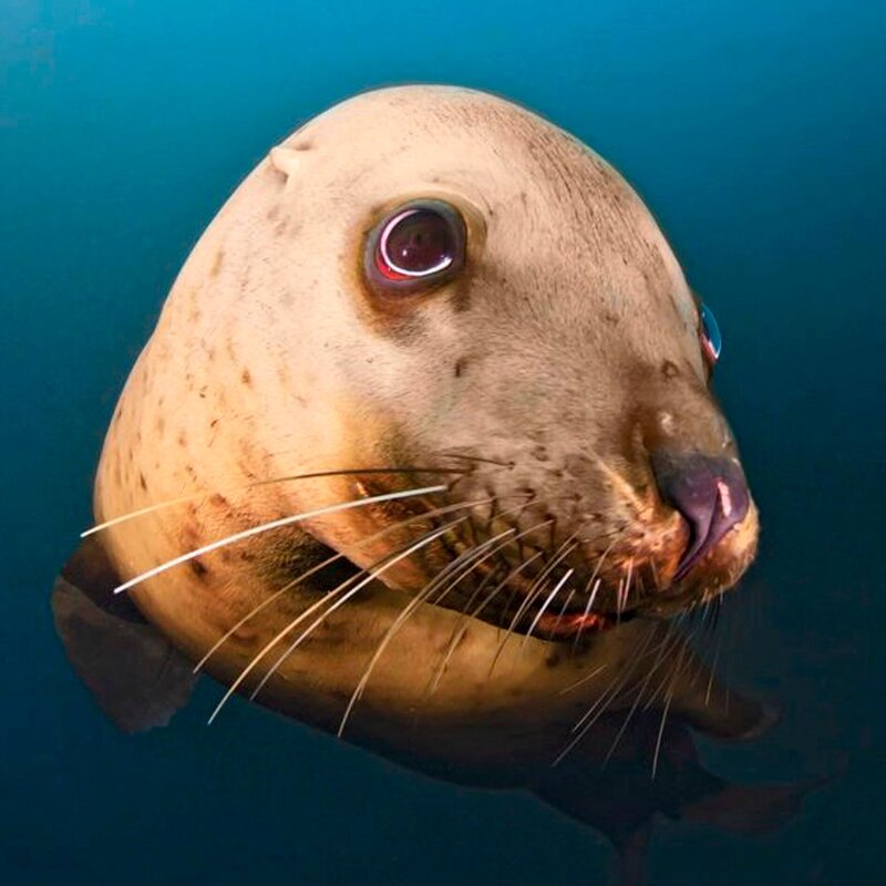 SR Fernsehen DICKE DINGER, „See-Elefanten vor Kanadas Küste“, am Samstag (26.01.13) um 18:45 Uhr. Unerwarteter Besuch an Kanadas Küste. Der Mensch rottete hier im 19. Jahrhundert die See-Elefanten aus. Jetzt sind größten Robben der Welt wieder da. Weitere Bilder finden Sie unter www.br-foto.de. – Bild: SR/​BR/​Ryan Murphy