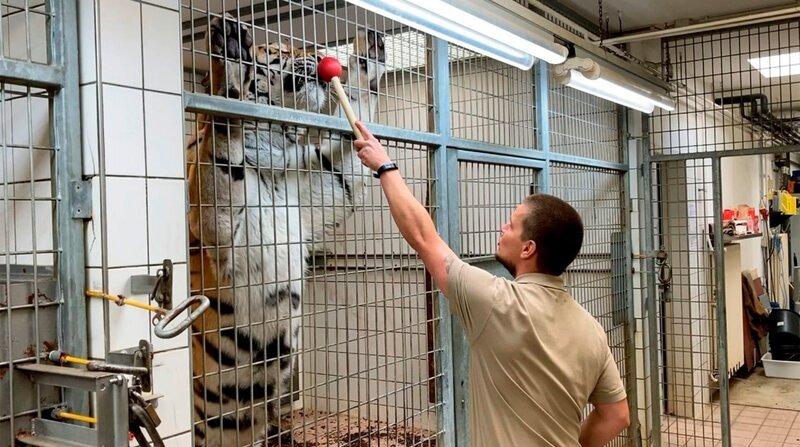 Tiger Aljoscha ist eher ein schüchternes Tier. Für seinen Pfleger Ronny Häusler ist es immer wieder eine Geduldsprobe, den Sibirischen Tiger für das sogenannte Medical Training zu begeistern. – Bild: NDR/​Doclights