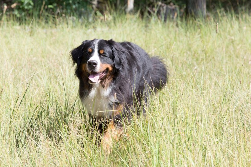 Keks hat sich nach Afrika geträumt und lernt das leiseste Anschleichen von seinem neuen Freund Lethabo Löwe. – Bild: ZDF/​Zia Ziarno
