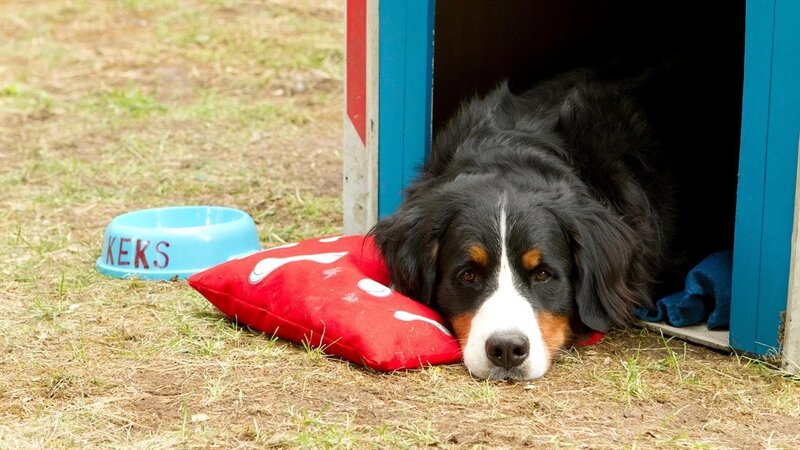 Keks und der Bärenhunger – Bild: ZDF/​Zia Ziarno