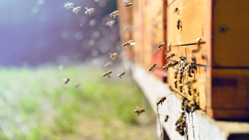 Close up of flying bees. Wooden beehive and bees. – Bild: Discovery Channel