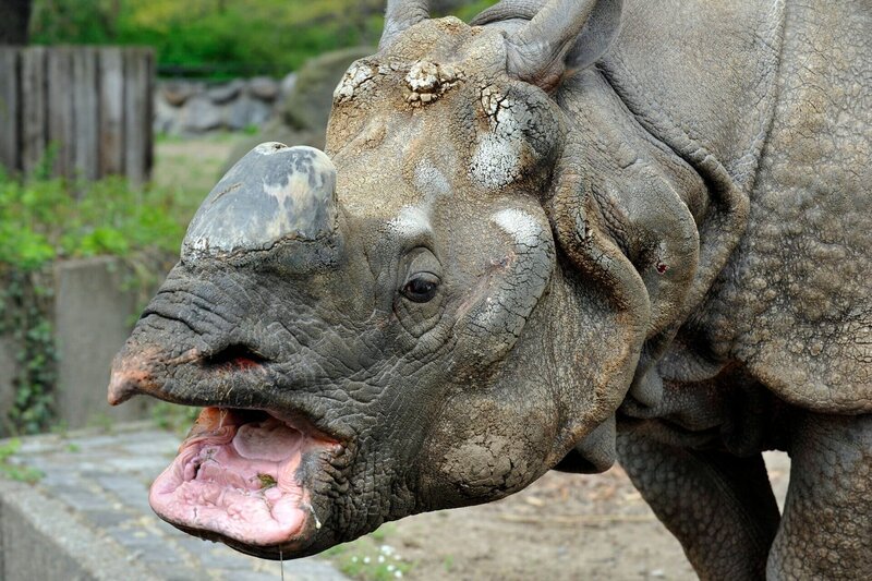 Ziemlich viele Bewohner hat das Nashorn-Haus im Zoo: Hier lebt zurzeit auch das Panzer-Nashorn Yohda. – Bild: rbb/​Thomas Ernst