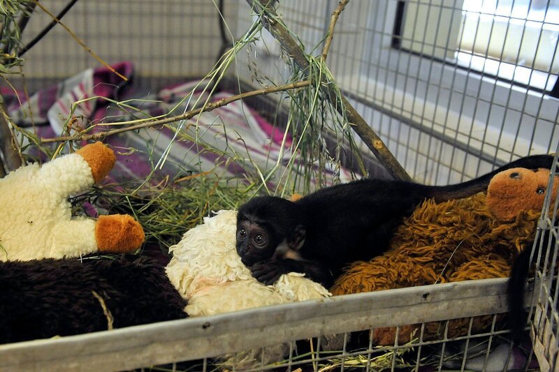 ARD/​rbb PANDA, GORILLA & CO., TEIL 271, „Geschichten aus dem Zoo Berlin und Tierpark Berlin“, am Montag (09.09.13) um 16:10 Uhr im ERSTEN. Das zwei Monate alte Affenmädchen Xena ist jetzt über den Berg und geht nun zum Leidwesen ihrer Pfleger bereits eigenständig auf Entdeckungstour. – Bild: rbb/​Niels Leiser