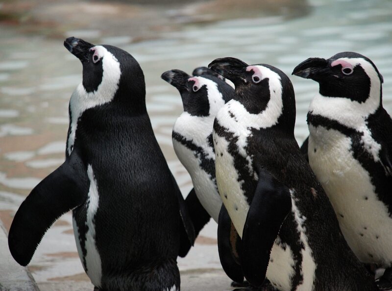 Hier drängeln sich die Brillenpinguine. Ob’s Futter gibt? Die Frackträger zählen ganz klar zu den Publikumslieblingen in der Stuttgarter Wilhelma. – Bild: BR/​SWR/​Frieder Bundt
