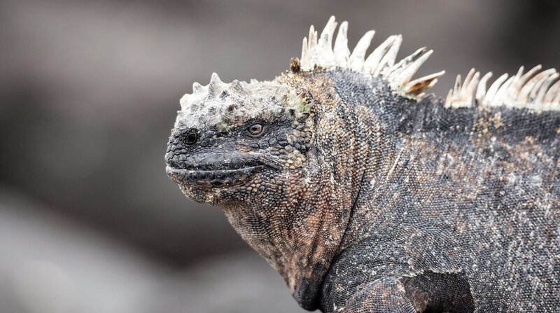 Meerechsen gibt es ausschließlich auf den Galapagos Inseln. – Bild: BR/Blue Planet Film/WDR/Michael Riegler Meerechsen gibt es ausschließlich auf den Galapagos Inseln. – Bild: BR/Blue Planet Film/WDR/Michael Riegler
