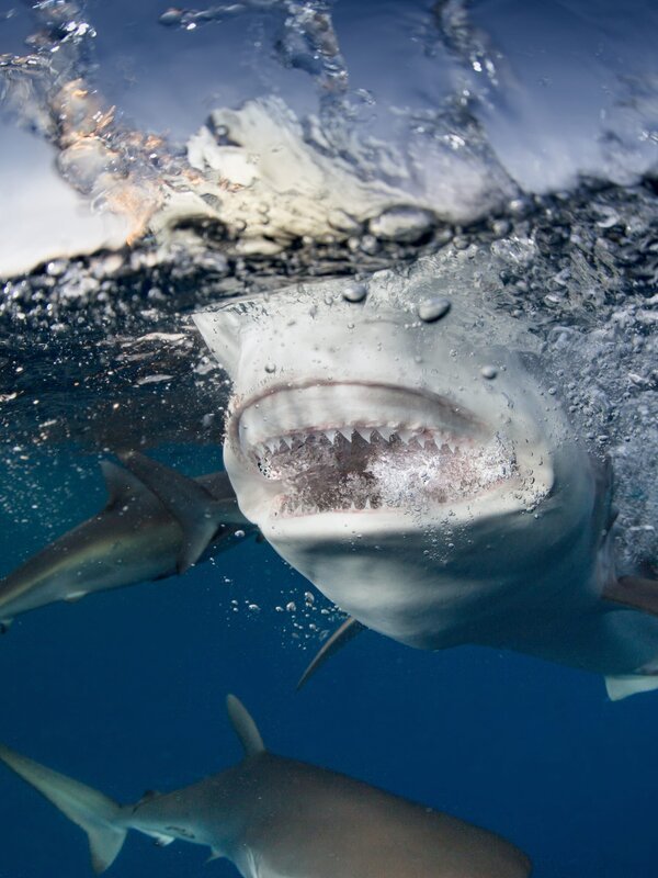 Cuban waters support a diversity of sharks. – Bild: Stephen Frink /​ Getty Images /​ The Image Bank RF /​ Stephen Frink
