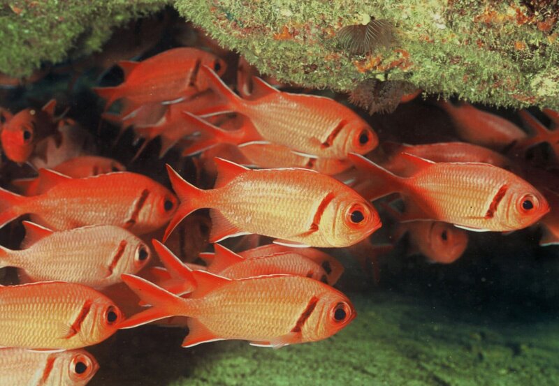 Vulkaninseln im Wüstenwind: Die Kapverden – Bild: rbb/​BR/​Walter Sigl