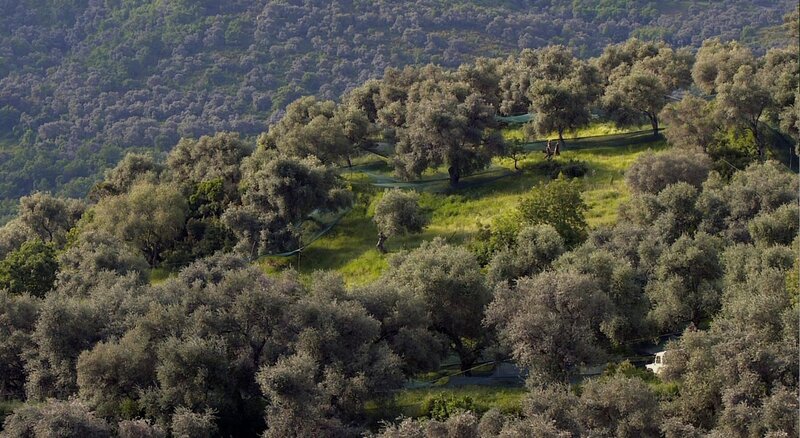 Olivenhaine von Charles Moratti im Nebbiotal – Bild: What’s Up Films