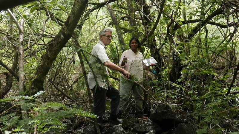 Mitten im Wald stoßen Daniel Krieg und Jayschree Mungur-Medhi auf die Überreste einer bis dahin unbekannten Siedlung. – Bild: ZDF Mitten im Wald stoßen Daniel Krieg und Jayschree Mungur-Medhi auf die Überreste einer bis dahin unbekannten Siedlung. – Bild: ZDF