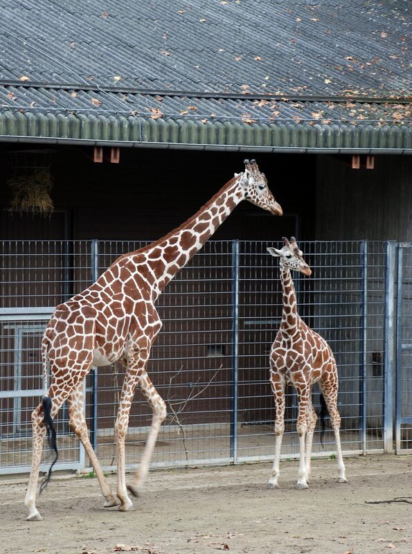Abschied von Katavi. Der Giraffenbulle kommt in einen Zoo im Norden. Der Abschied fällt nicht nur den Giraffendamen schwer … – Bild: BR/​SWR/​Frieder Bundt