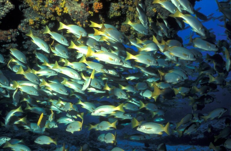 Die Gewaesser um die Inseln sind ausserordentlich fischreich. : Honorarfrei lediglich fuer Ankuendigungen und Veroeffentlichungen im Zusammenhang mit obiger BR-Sendung bei Nennung: Bild: BR/Scherner . Andere Verwendungen nur nach entsprechender vorheriger schriftlicher Vereinbarung mit dem BR-Bildarchiv, Tel. 089 / 5900 3040, Fax 089 / 5900 3284. – Bild: Bayerischer Rundfunk Die Gewaesser um die Inseln sind ausserordentlich fischreich. : Honorarfrei lediglich fuer Ankuendigungen und Veroeffentlichungen im Zusammenhang mit obiger BR-Sendung bei Nennung: Bild: BR/Scherner . Andere Verwendungen nur nach entsprechender vorheriger schriftlicher Vereinbarung mit dem BR-Bildarchiv, Tel. 089 / 5900 3040, Fax 089 / 5900 3284. – Bild: Bayerischer Rundfunk