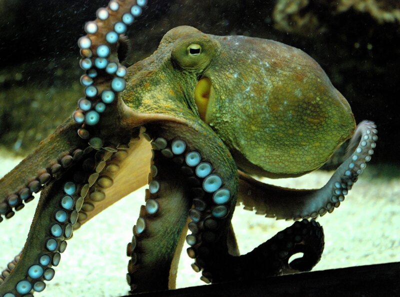 Hier schwimmt ein Schlaumeier. Kraken zählen zu den intelligentesten Unterwassertieren. Der große Kraken-IQ-Test – in der neusten Folge von Eisbär, Affe & Co. – Bild: BR/​SWR/​Frieder Bundt