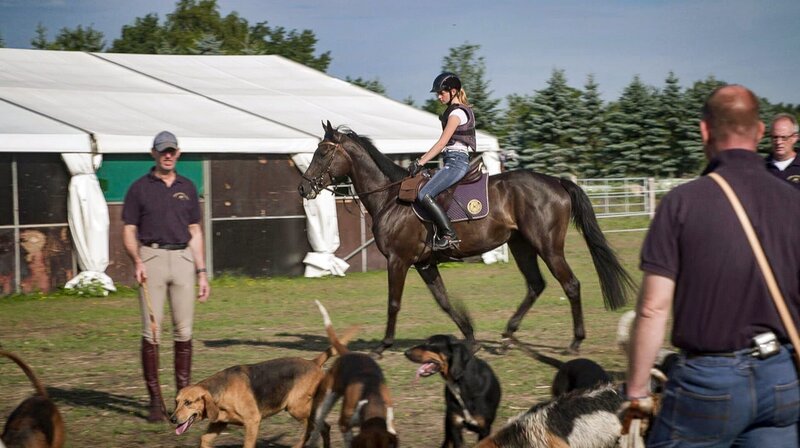 Pferdeglück im Südsee-Camp. Auf Luna warten im Campingplatz-Reitstall ein Pferd und eine neue Aufgabe. Die 15jährige Luna möchte an einer „Schleppjagd“ teilnehmen. Dazu müssen sich Pferd und Reiter an die laute Hundemeute gewöhnen. – Bild: MDR/​timeline