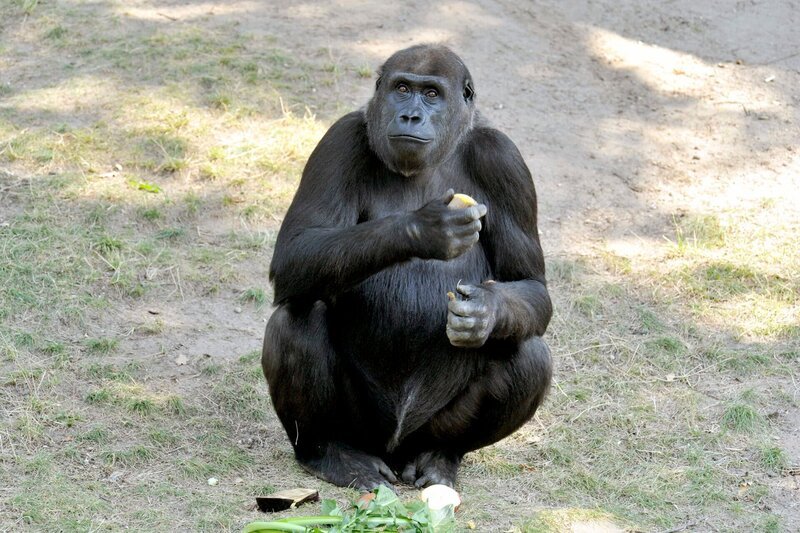 Gorillamädchen Djambala im Zoo Berlin – Bild: rbb/​Thomas Ernst