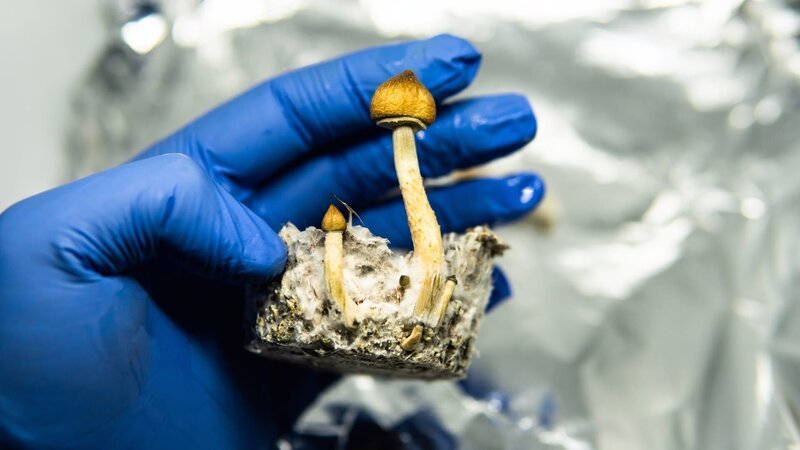 Stockfotografie Wirkung magischer Pilze auf das menschliche Gehirn und die psychische Gesundheit: lizenzfreie Fotos. – Bild: depsoitphotos Stockfotografie Wirkung magischer Pilze auf das menschliche Gehirn und die psychische Gesundheit: lizenzfreie Fotos. – Bild: depsoitphotos