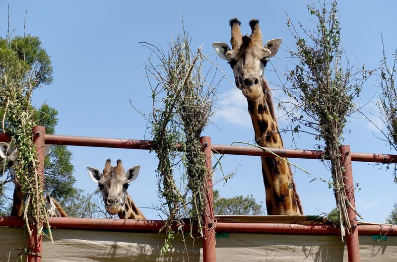 Nach dem Einfangen bleiben die Rothschild-Giraffen zehn Tage zur Beobachtung im Boma, einer Quarantänestation, und werden mit Akazienzweigen gestärkt, bevor sie am Baringosee neu angesiedelt werden. – Bild: MedienKontor/​Felix Greif