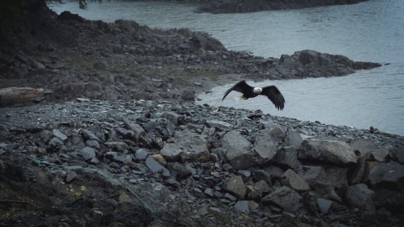 An eagle flies over Port Protection. – Bild: The National Geographic Channel
