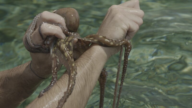 A Day Octopus A.K.A. Cyane’s Octopus on Hazen’s hand. – Bild: National Geographic Channels/​Duncan Fairs