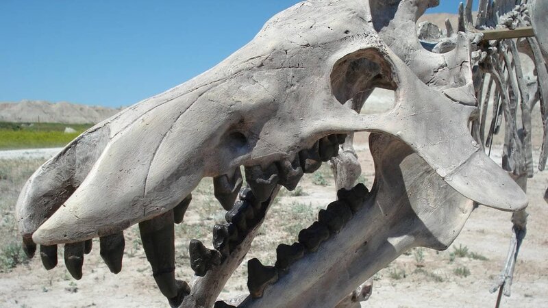 Vor vielen Millionen Jahren war die Welt zu Lande und zu Wasser von grausamen Jägern bevölkert. Es herrschte das Gesetz des Stärkeren und blutige Gemetzel waren keine Seltenheit. Der Monster-Hai Megalodon wog über 50 Tonnen und war in allen milden Meeresgewässern anzutreffen. Enteledonts waren Wildschweine, die im heutigen Nordamerika beheimatet waren und bei ihren Opfern kein Erbarmen kannten. Ein Konkurrent der Killer-Schweine waren die Hyaenodons. Sie werden auch als Vorfahren der modernen Hyänen bezeichnet und gelten als blutrünstigste Art jenes Erdzeitalters. Prähistorische Raubtiere erweckt die prähistorische Welt durch State-of-the-Art-Animationen wieder zum Leben. Die Animationen werden mit aktuellen wissenschaftlichen Erkenntnissen und geologischen Forschungsergebnissen angereichert. Diese Dokumentation beleuchtet eines der spektakulärsten Zeitalter unseres Planeten. – Bild: National Geographic