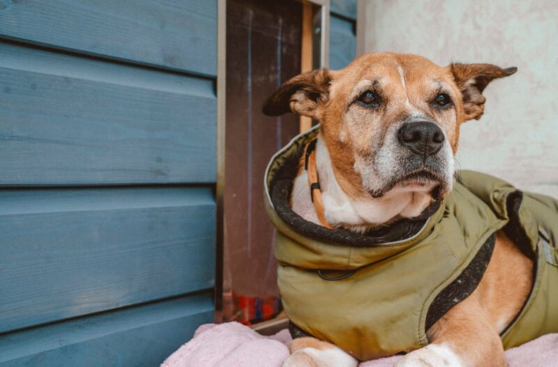 Hündin Sunny gibt dem Duisburger Tierheim-Team Rätsel auf. Warum kann sie nicht richtig laufen? Eine Untersuchung beim Tierarzt soll Gewissheit bringen. Danach muss das Team erst richtig kreativ werden. – Bild: WDR/​Christian Abel