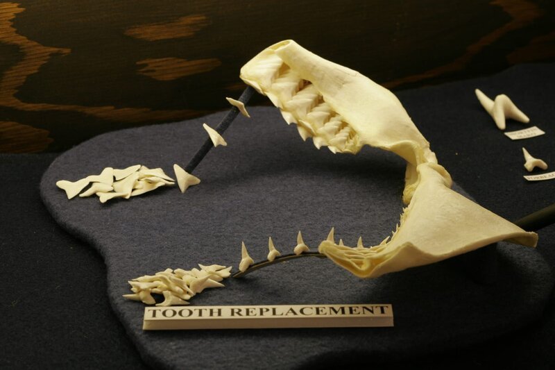 Aus dem National Geographic Channel’s Prehistoric Predators, Haizahn-Ersatz aus Gordon Hubble’s Shark Farm. – Bild: Geoffrey Sharp /​ Creative Differences