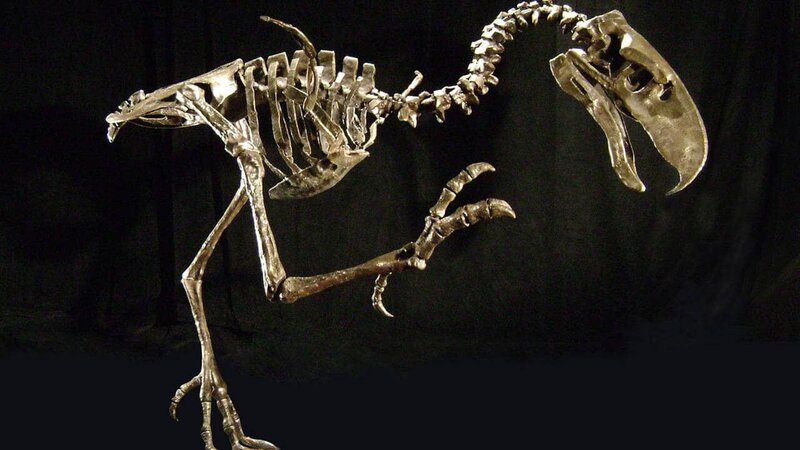 Aus National Geographic Channel’s Prehistoric Predators, Skeleton reconstruction, Badlands Ntl Park, SD. – Bild: National Geogaphic Wild