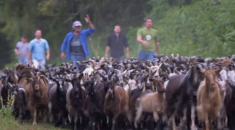 Jahrhundertelang halten in den Tälern Korsikas die großen Züge der Transhumanz nach, die ein lebenswichtiges soziales Band zwischen den verschiedenen Gemeinschaften knüpften. – Bild: What’s Up Films