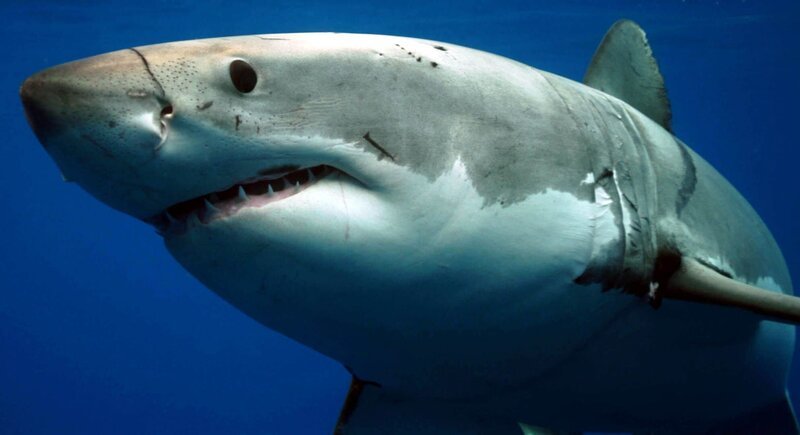 Great white shark, Guadalupe Island, Mexico. – Bild: Discovery Communications, Inc. Great white shark, Guadalupe Island, Mexico. – Bild: Discovery Communications, Inc.