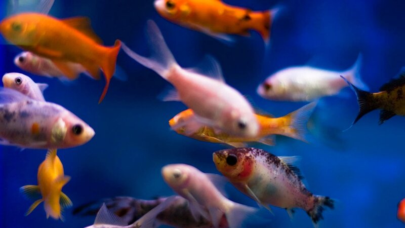 Bild: This content is subject to copyright.