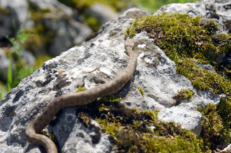 Eine frei gelassene Schlange sucht sich ihren Weg zurück in die Wildnis. – Bild: MDR/​Jan Mammey