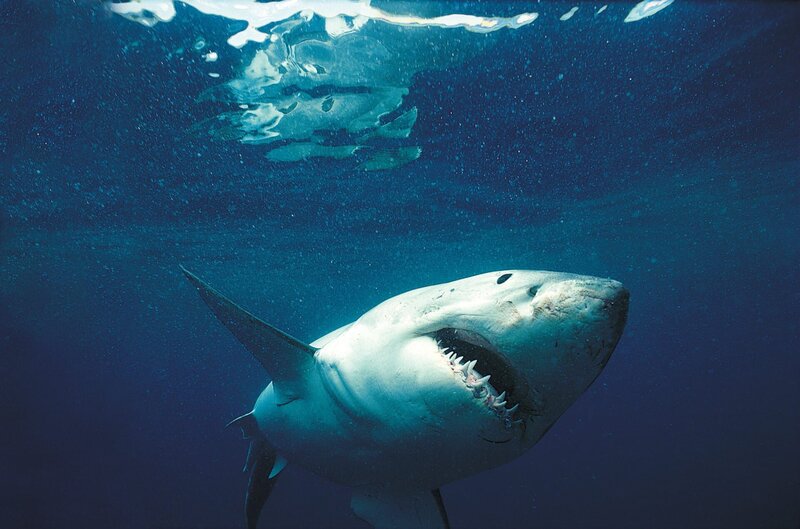 a shark swimming towards the camera with its mouth open – Bild: Discovery Communications, Inc.