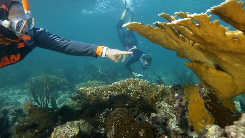 Vielfalt statt Artensterben – Bild: SWR