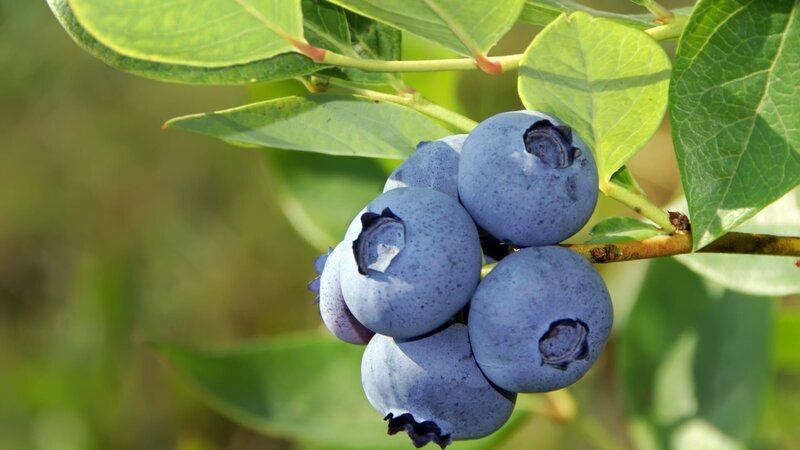 Click banners below for similar images: http:/​/​www.2ndlookgraphics.com/​isBanners/​Berries.jpg – Bild: Cathleen Abers-Kimball