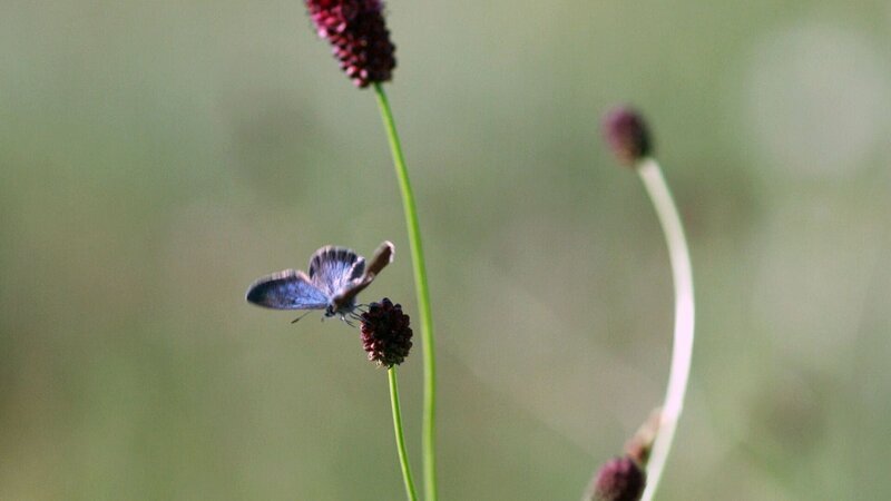 Dieser winzige Schmetterling heißt Bläuling und wird von einem jungen französischen Hirten geschützt. Allein dafür hat er sein ganzes Leben auf den Kopf gestellt. – Bild: SWR Dieser winzige Schmetterling heißt Bläuling und wird von einem jungen französischen Hirten geschützt. Allein dafür hat er sein ganzes Leben auf den Kopf gestellt. – Bild: SWR