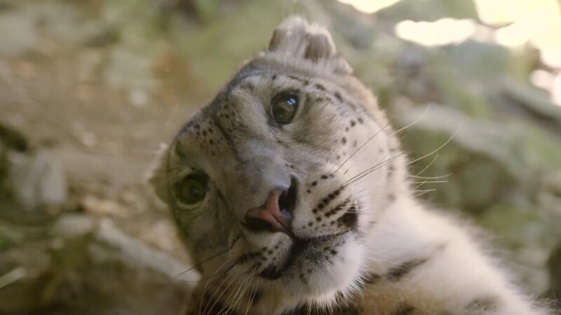 Leo der Schneeleopard. – Bild: TLC /​ ©Animal Planet