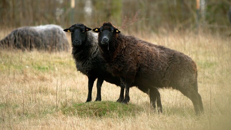 Das Rauhwollige Pommersche Landschaf ist auch auf Rügen zu Hause – eine vom Aussterben bedrohte alte Haustierrasse. – Bild: ZDF und arte, Boris Mahlau