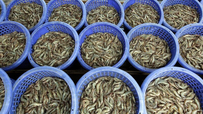 Episode 10. Farmed shrimp. – Bild: Discovery Channel